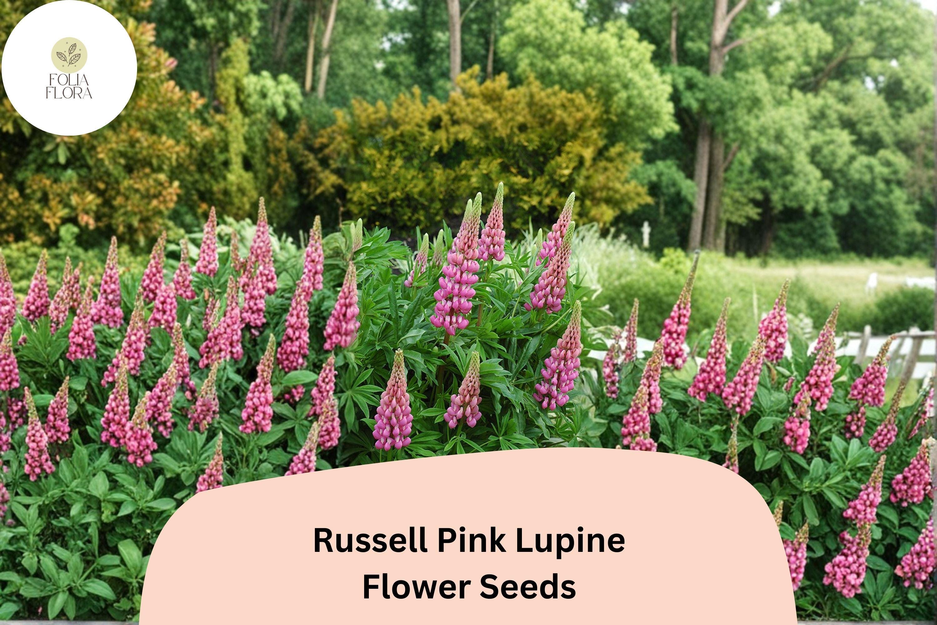 25+ Russell Pink Lupine Seeds | Lupinus polyphyllus | Pink Spiked Blooms for Cottage Garden Planting