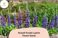 25+ Russell Purple Lupine Seeds | Lupinus polyphyllus | Purple Spiked Blooms for Garden Planting