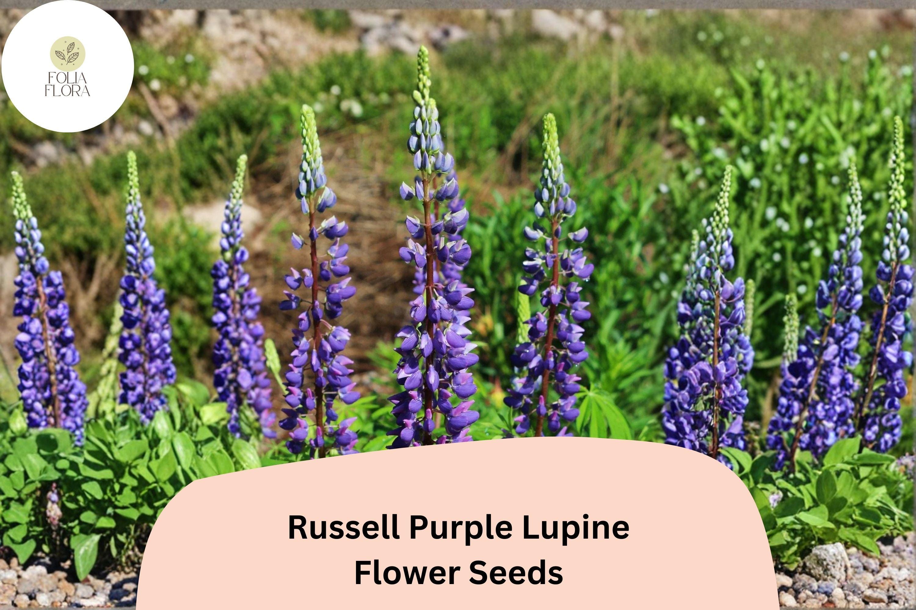 25+ Russell Purple Lupine Seeds | Lupinus polyphyllus | Purple Spiked Blooms for Garden Planting