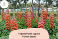 25+ Tequila Flame Lupine Seeds | Lupinus | Fiery Red-Yellow Spiked Blooms for Garden Planting