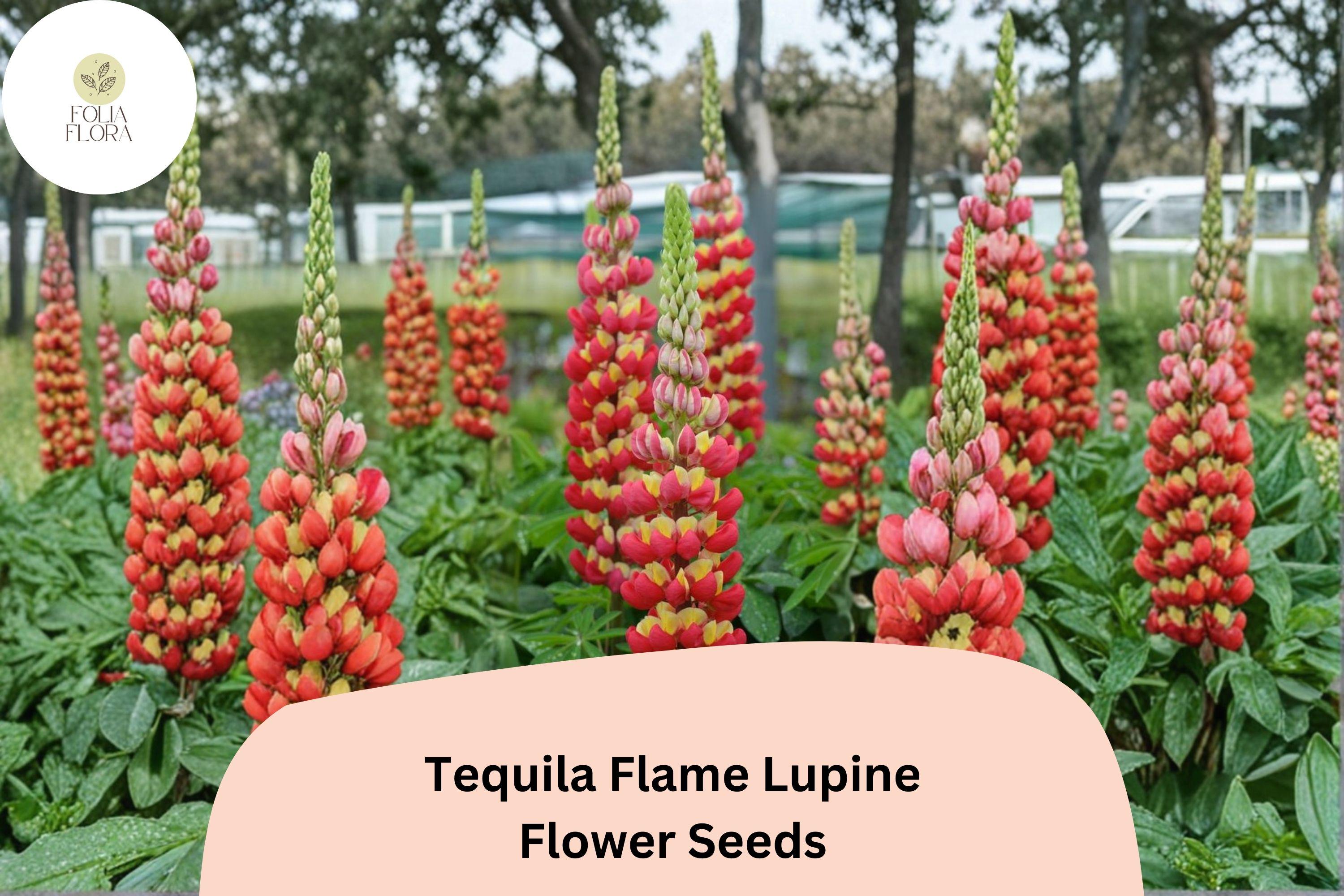 25+ Tequila Flame Lupine Seeds | Lupinus | Fiery Red-Yellow Spiked Blooms for Garden Planting