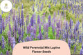 25+ Wild Perennial Mix Lupine Seeds | Lupinus | Mixed Colors Pollinator-Friendly Flowers for Garden Planting