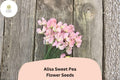 50+ Alisa Sweet Pea Seeds | Lathyrus odoratus | Fragrant Climbing Flowers for Garden Planting