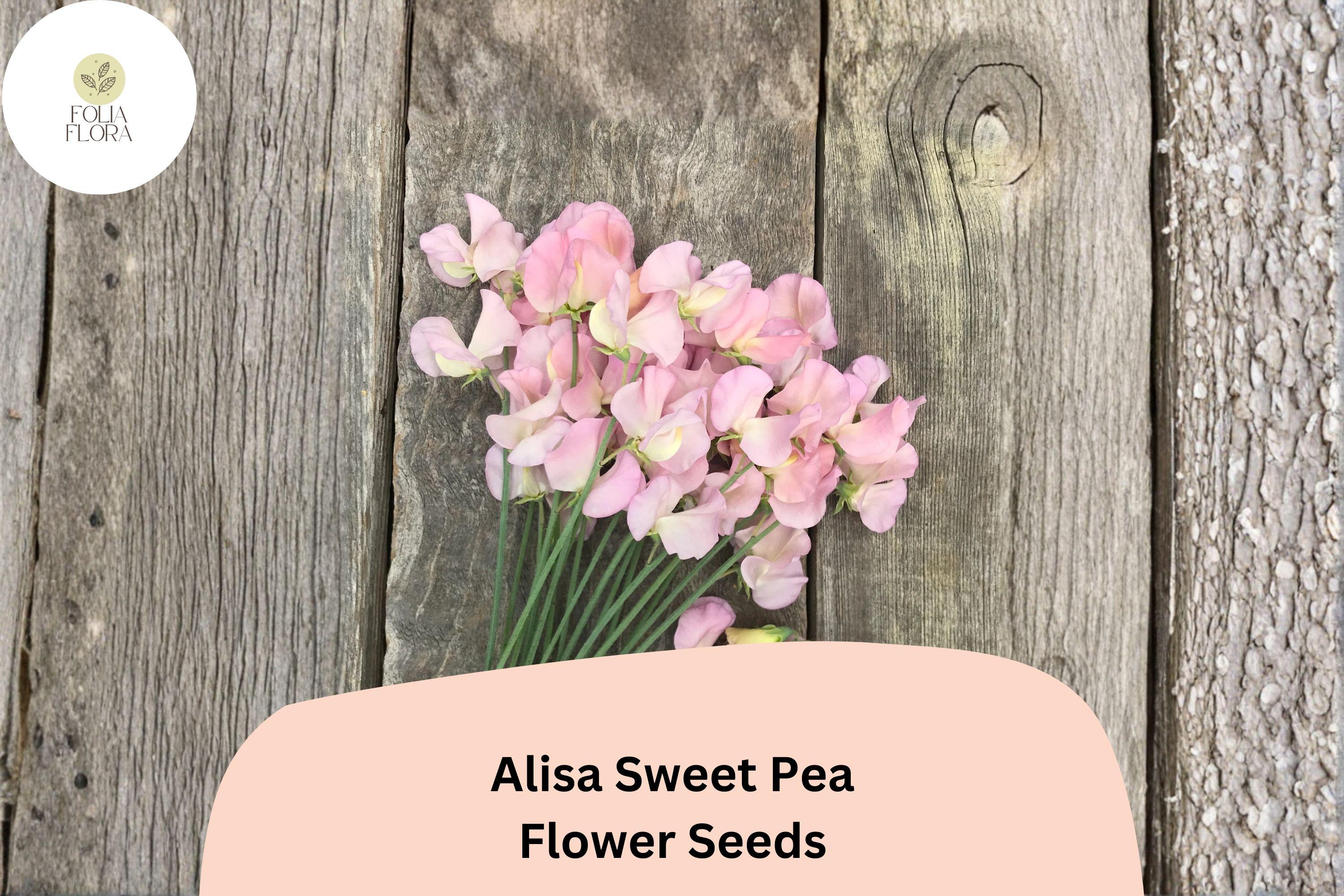 50+ Alisa Sweet Pea Seeds | Lathyrus odoratus | Fragrant Climbing Flowers for Garden Planting