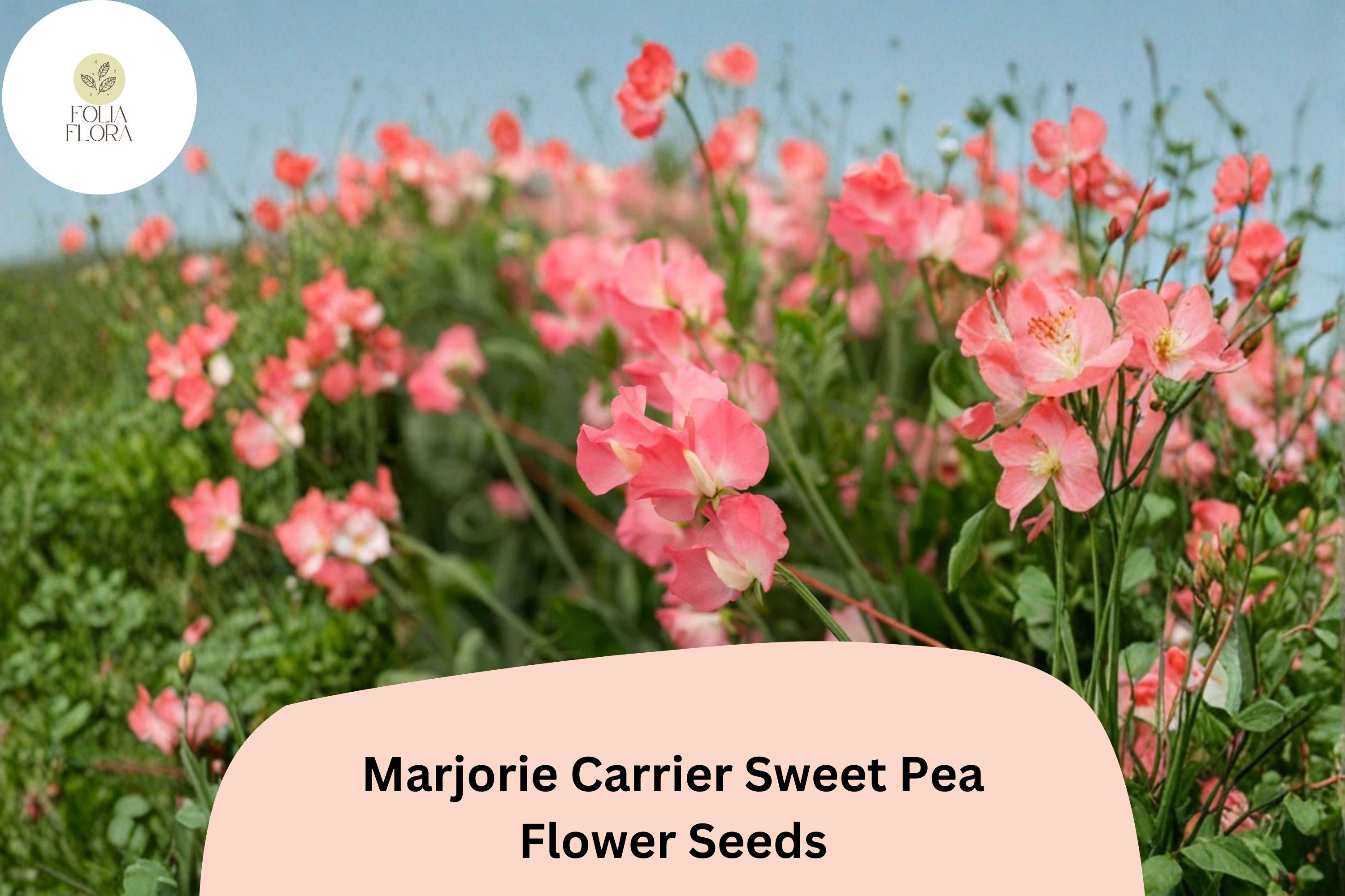 50+ Marjorie Carrier Sweet Pea Seeds | Lathyrus odoratus | Fragrant Pink Climbing Flowers
