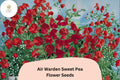 50+ Air Warden Sweet Pea Seeds for Garden Planting | Lathyrus odoratus | Fragrant Annual Climber