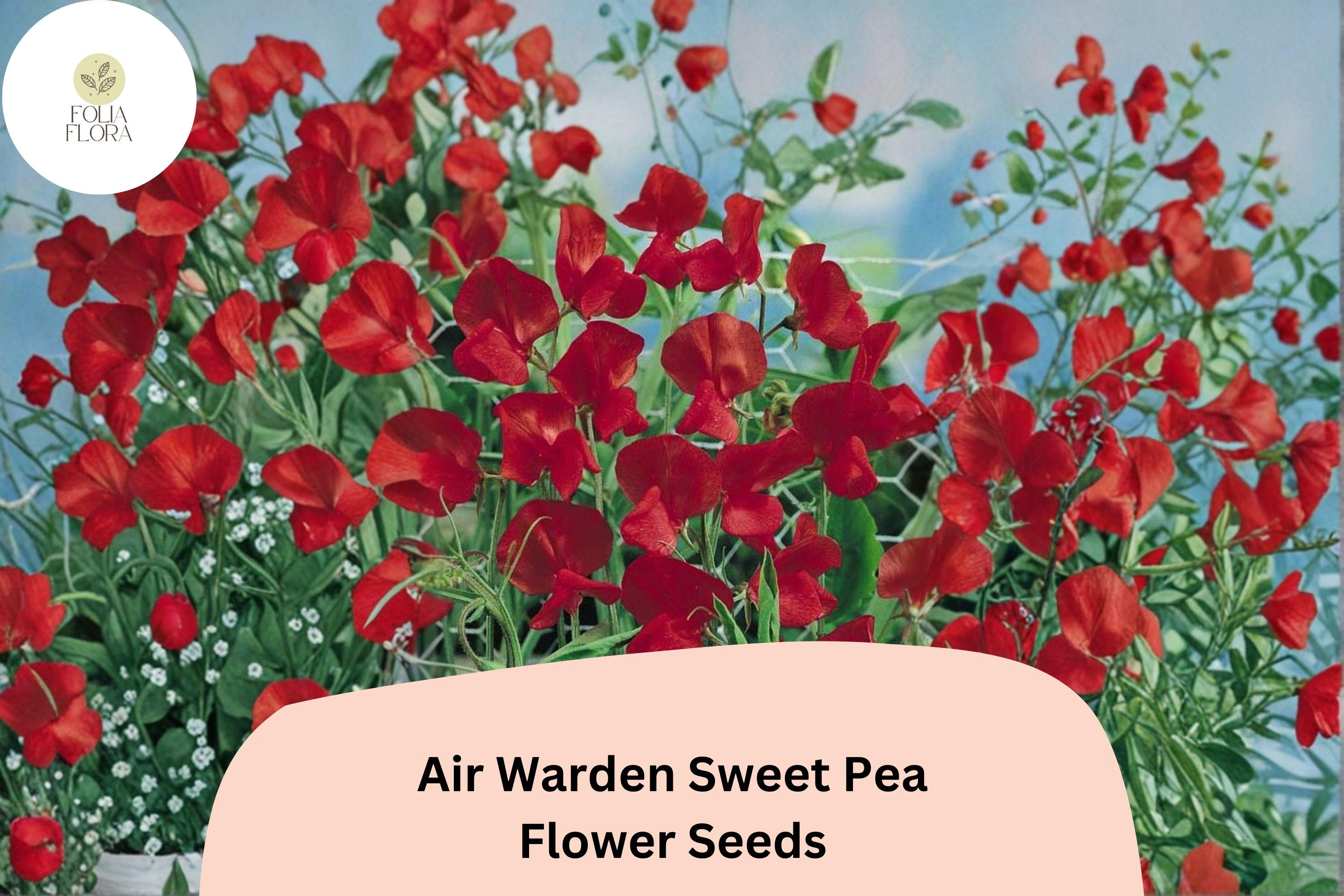 50+ Air Warden Sweet Pea Seeds for Garden Planting | Lathyrus odoratus | Fragrant Annual Climber