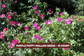 Winding Mariposa Lily Seeds Calochortus flexuosus 30 Pack Wildflower Native Garden Plant