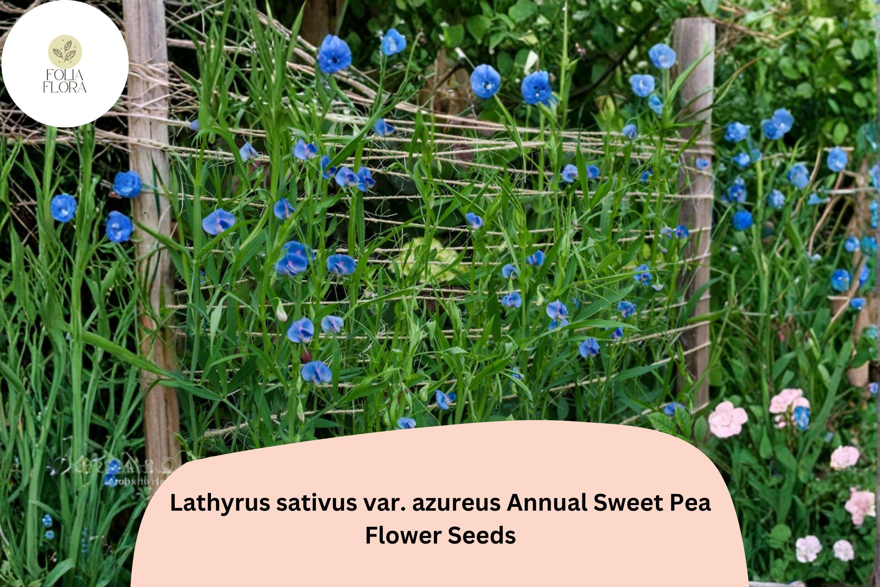 50+ Lathyrus sativus var. azureus Seeds | Blue Annual Sweet Pea for Garden Planting