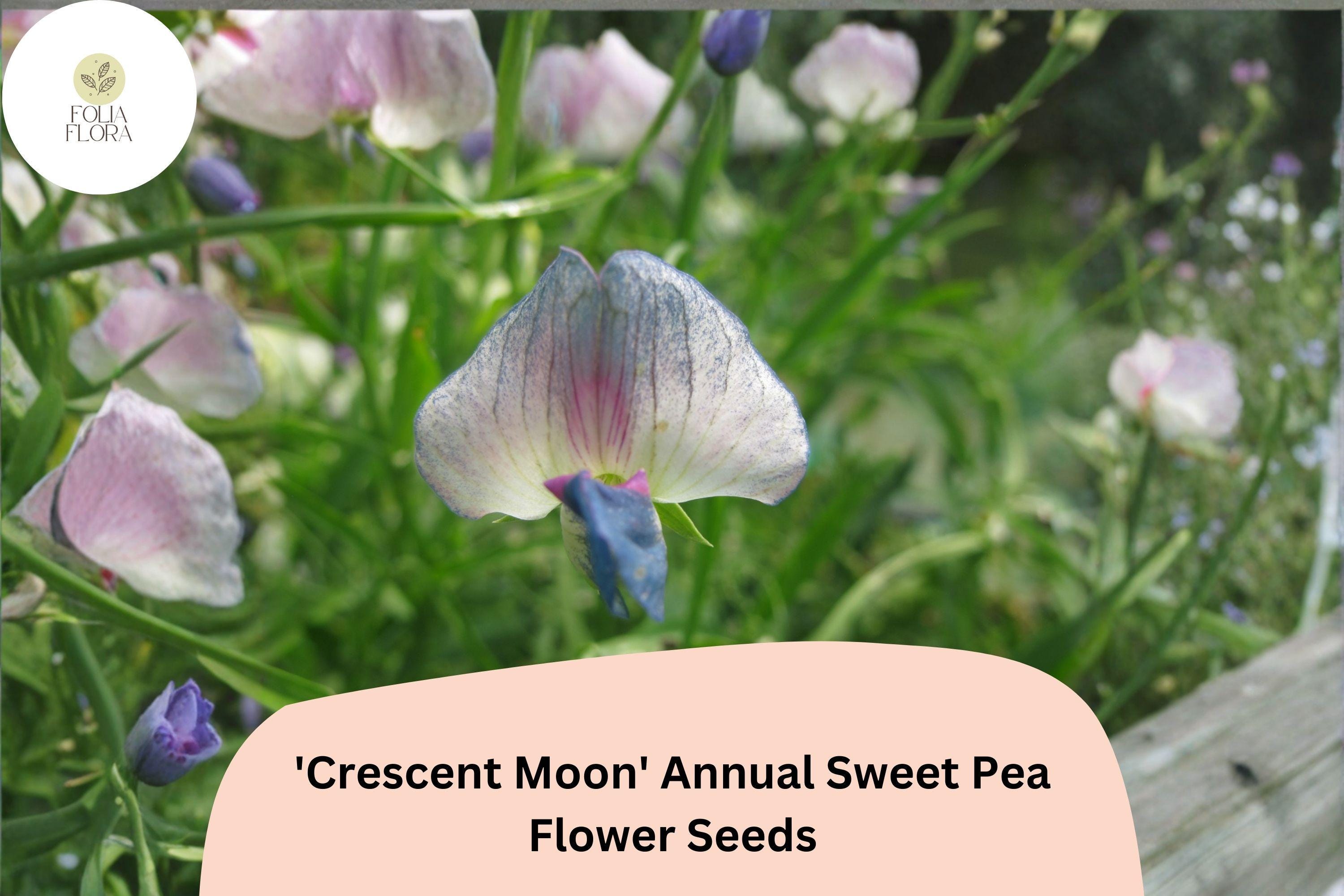 50+ Lathyrus sativus â€˜Crescent Moonâ€™ Seeds | White, Pink, Blue-Purple Annual Sweet Pea