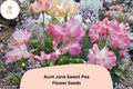 50+ Aunt Jane Sweet Pea Seeds | Lathyrus odoratus | Pink Heirloom Flower Seeds
