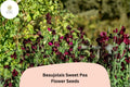 50+ Beaujolais Sweet Pea Seeds | Lathyrus odoratus | Deep Maroon Annual Flower Seeds for Planting