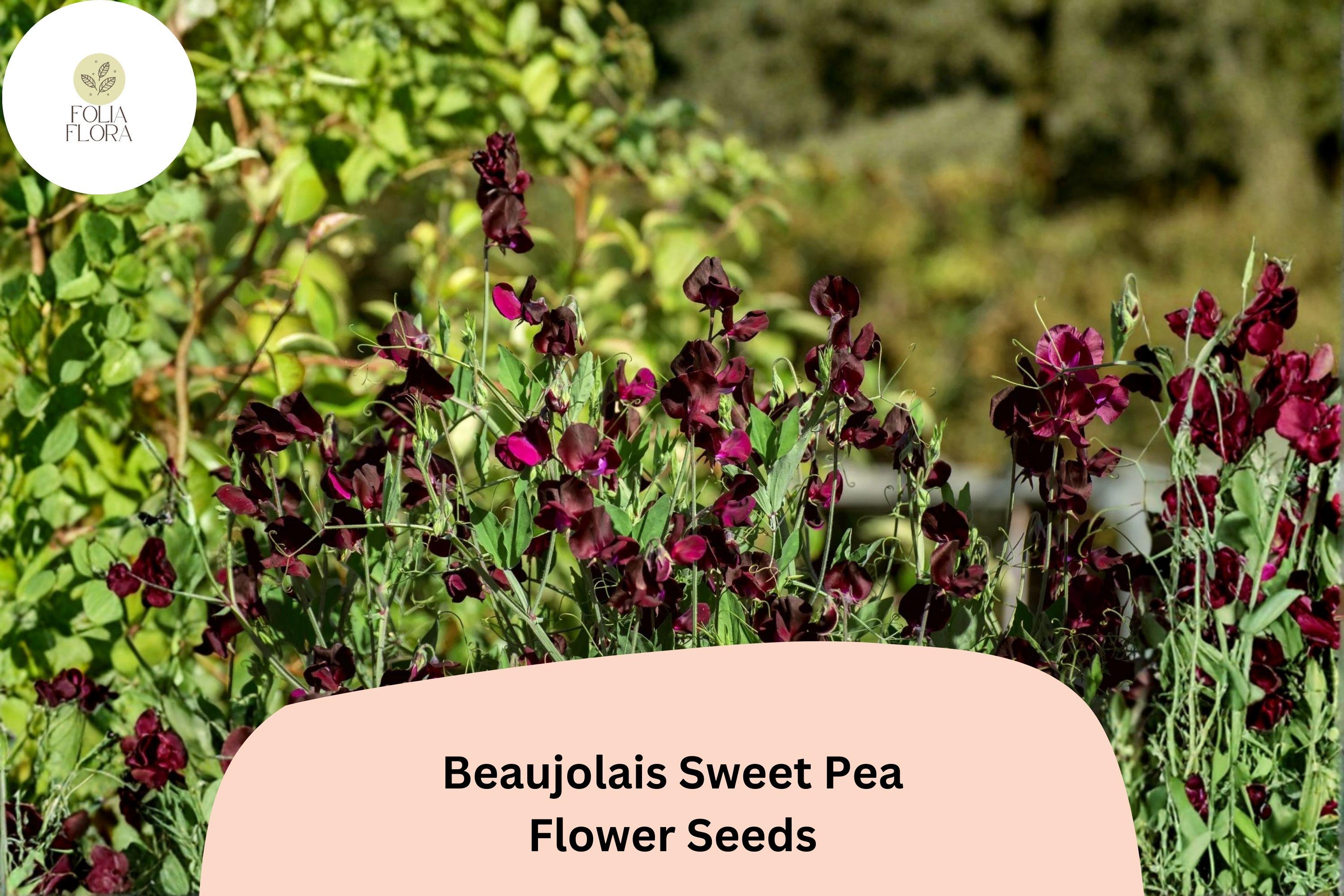 50+ Beaujolais Sweet Pea Seeds | Lathyrus odoratus | Deep Maroon Annual Flower Seeds for Planting