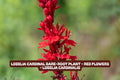 Lobelia Cardinal Bare-Root Plant with Red Flowers, Perennial, Lobelia cardinalis, Attracts Pollinators, Easy to Grow