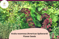 50+ Aralia racemosa Seeds | American Spikenard | Woodland Native Perennial Seeds