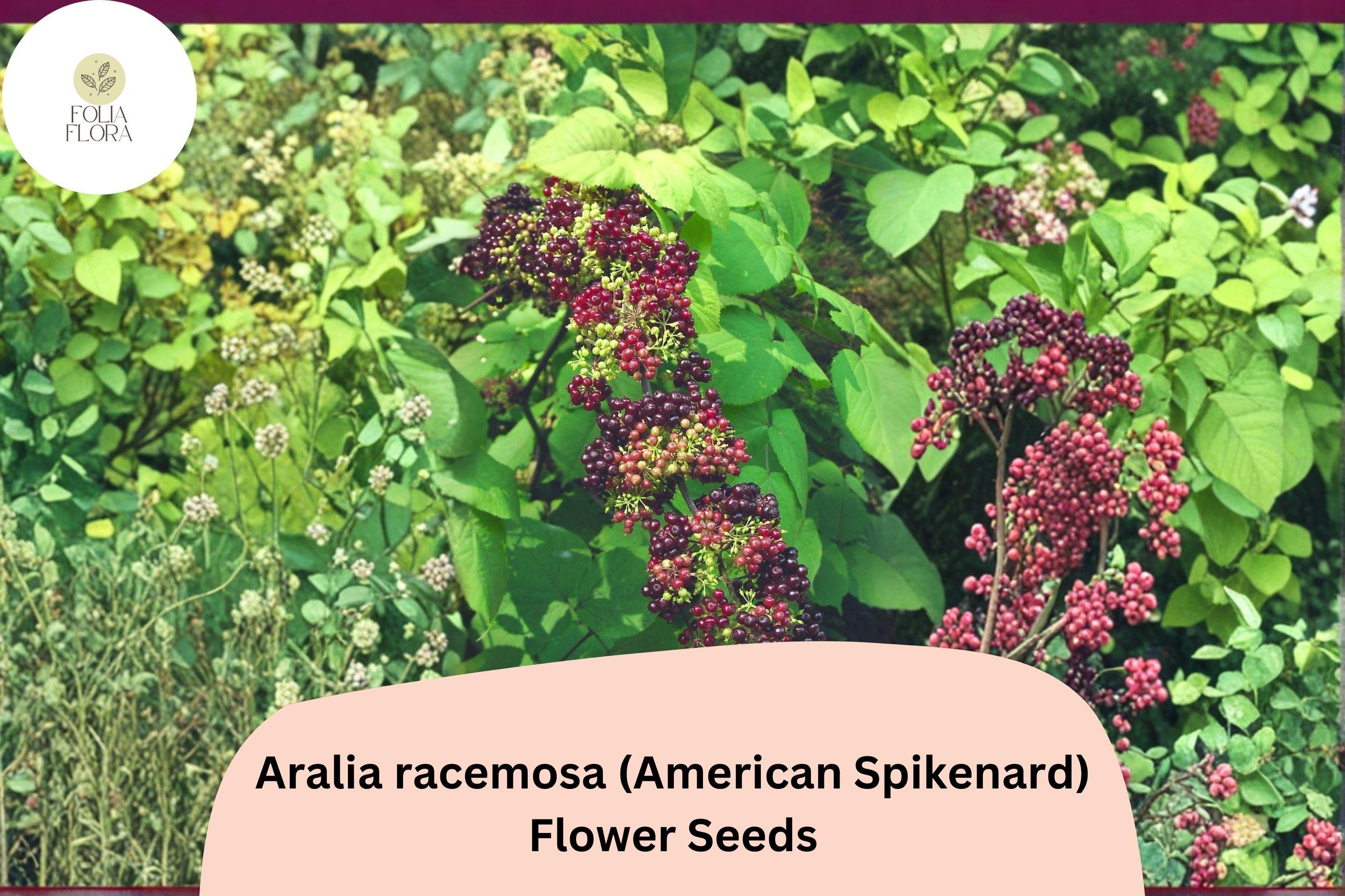 50+ Aralia racemosa Seeds | American Spikenard | Woodland Native Perennial Seeds