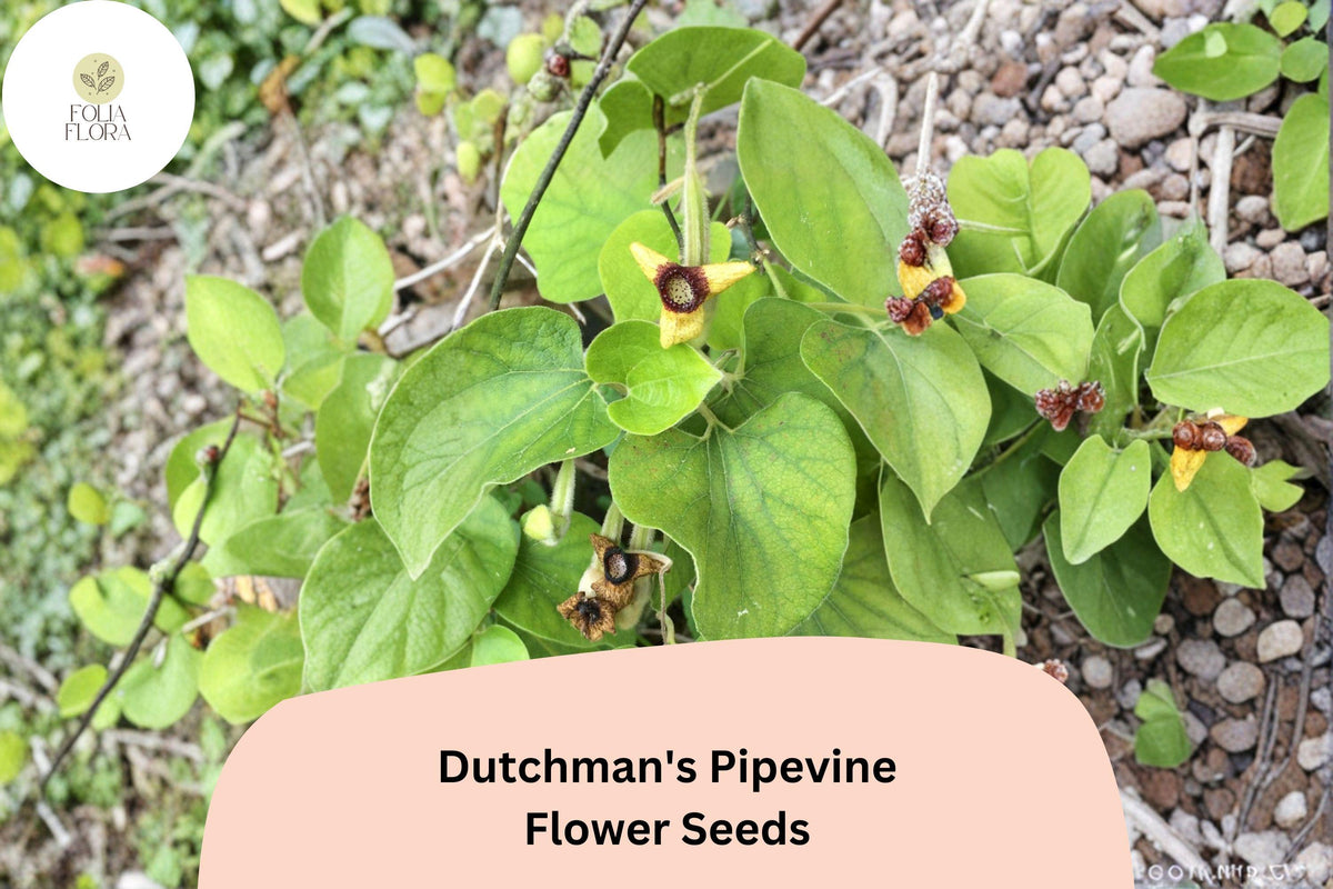 10+ Aristolochia tomentosa Seeds | Dutchmanâ€™s Pipevine | Hardy Climbing Vine Seeds