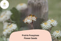 100+ Antennaria neglecta Seeds | Prairie Pussytoes | Native Groundcover Wildflower for Meadow Gardens