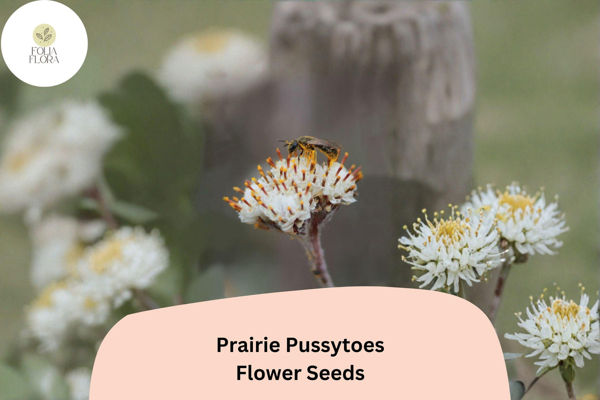 100+ Antennaria neglecta Seeds | Prairie Pussytoes | Native Groundcover Wildflower for Meadow Gardens