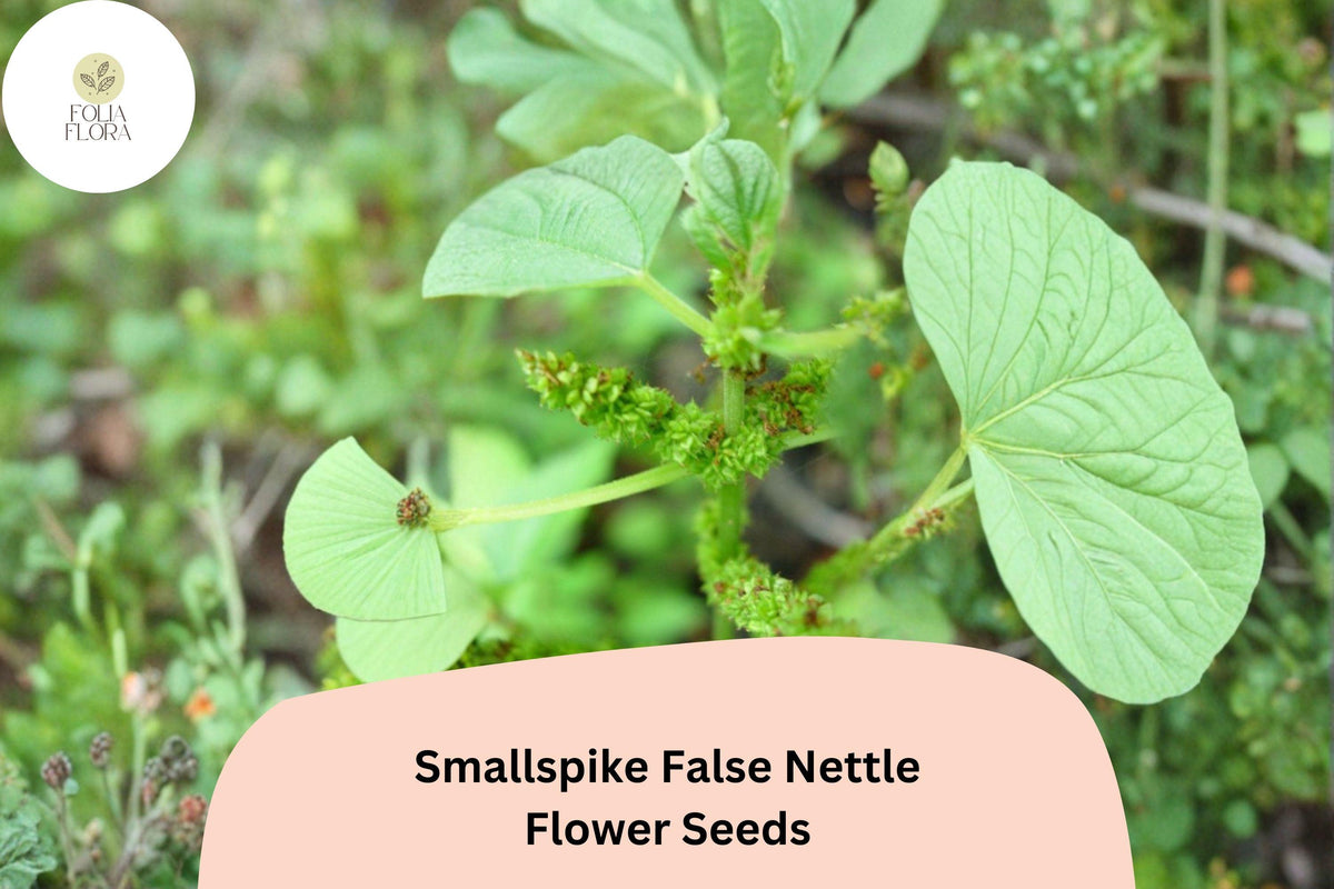 100+ Boehmeria cylindrica Seeds | Smallspike False Nettle | Native Wetland Wildflower for Shade & Rain Gardens