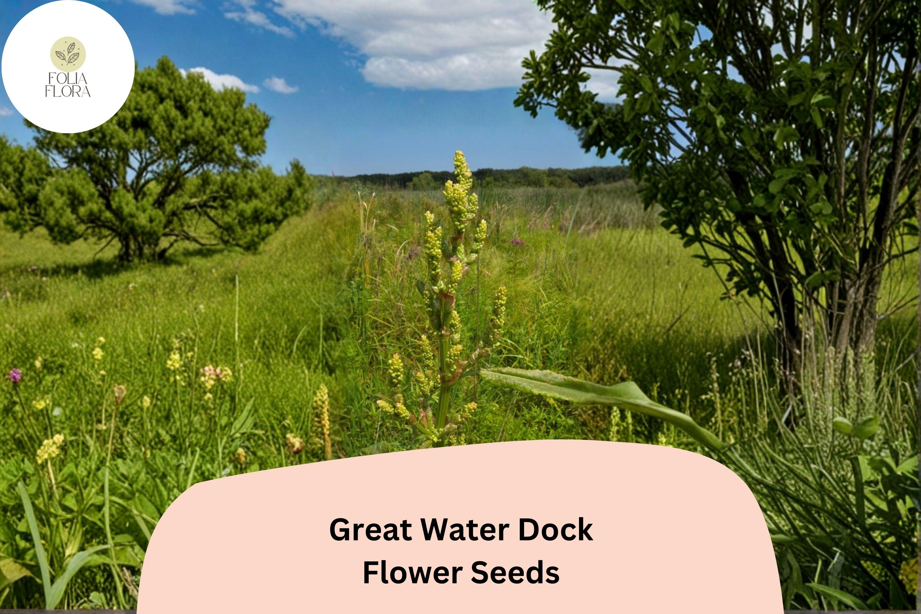 Rumex orbiculatus Great Water Dock Seeds | 100 Heirloom Wetland Plant Seeds for Garden Planting