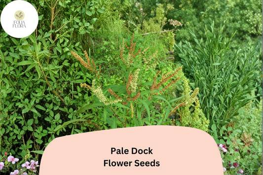 Rumex altissimus Pale Dock Seeds | 100 Native Tall Wildflower Seeds for Meadow & Naturalized Garden