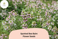 Monarda punctata Spotted Bee Balm Seeds | 100 Native Wildflower Seeds for Pollinator Garden Planting