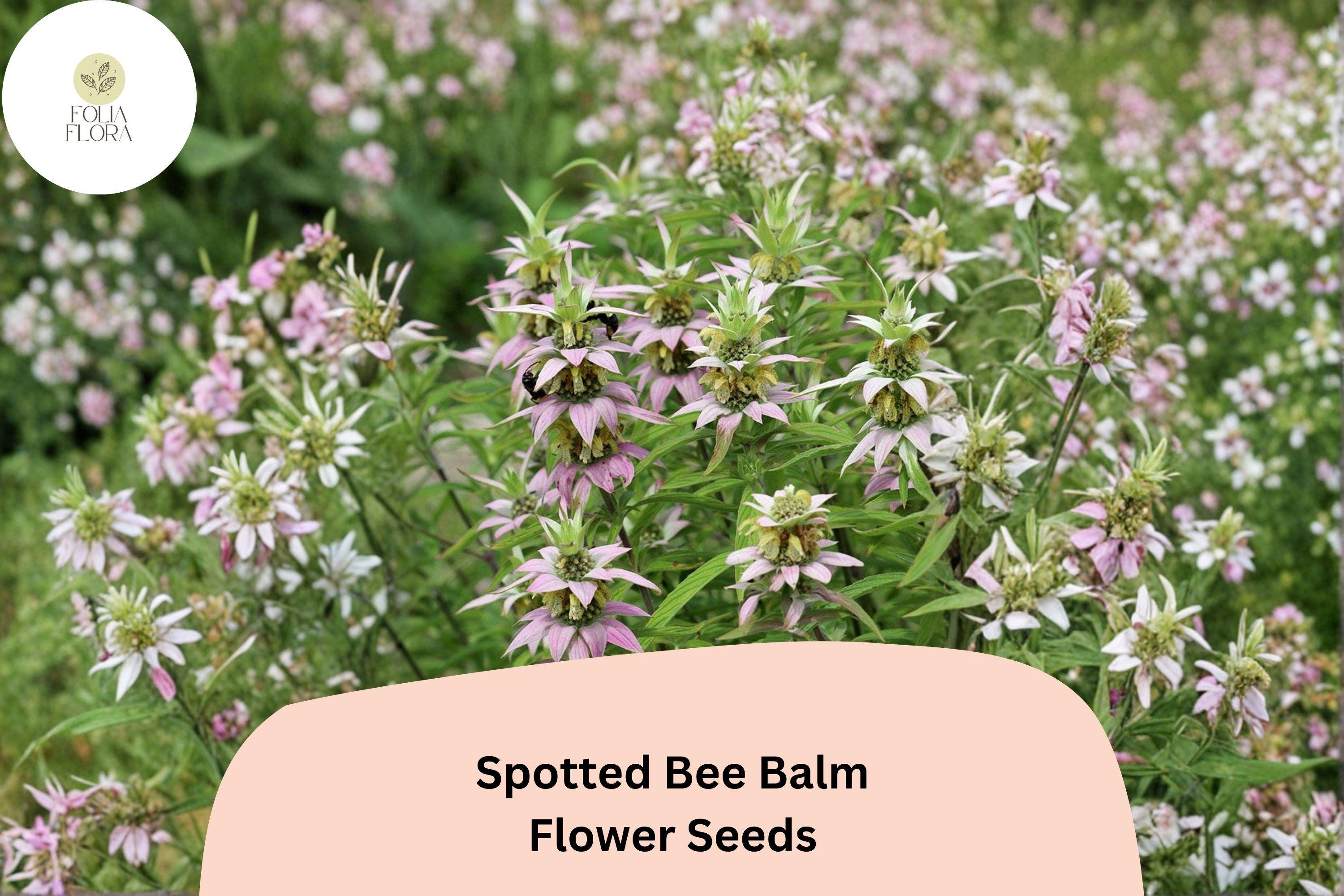 Monarda punctata Spotted Bee Balm Seeds | 100 Native Wildflower Seeds for Pollinator Garden Planting