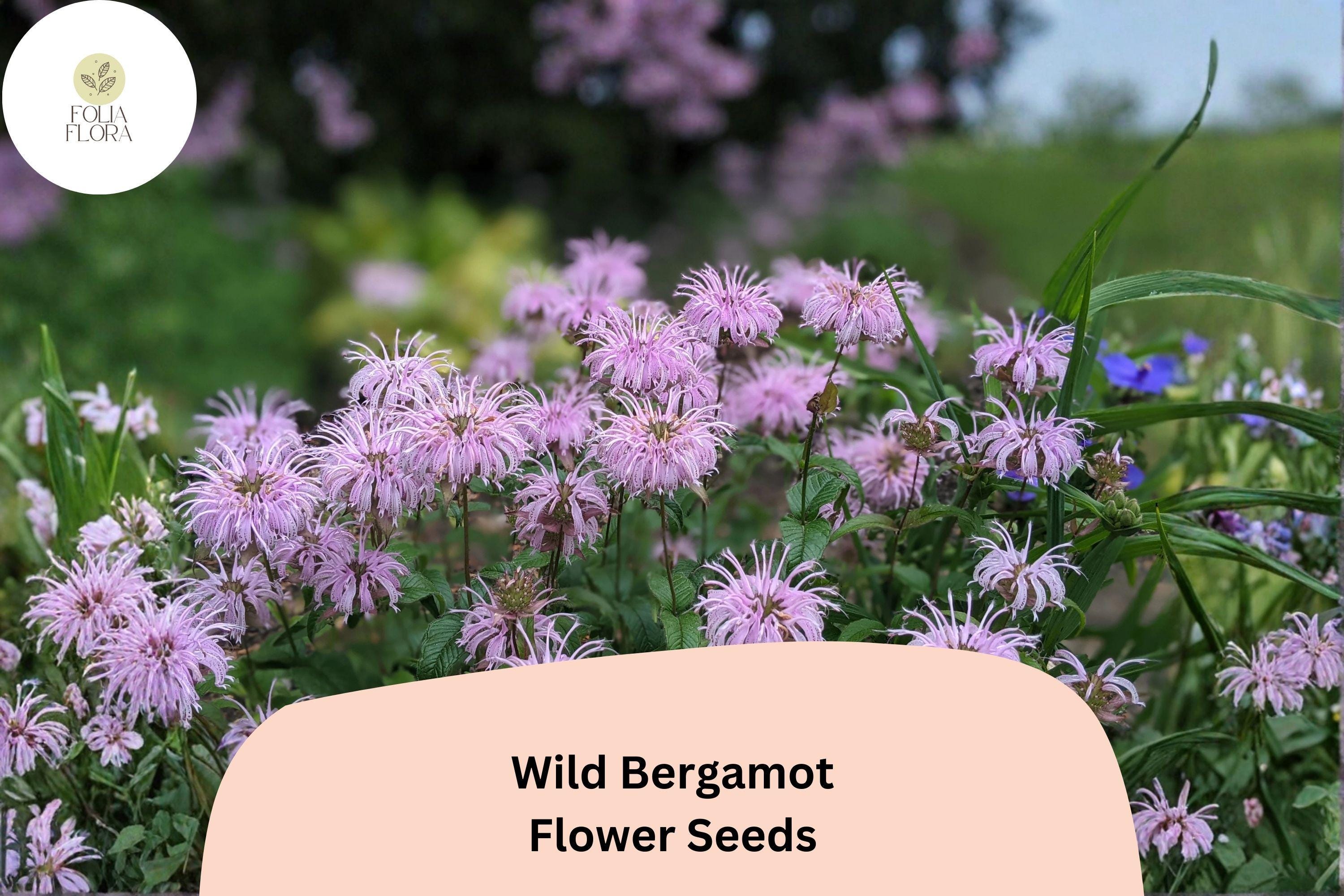 Monarda fistulosa Wild Bergamot Seeds | 100 Native Perennial Wildflower Seeds for Pollinator & Prairie Garden
