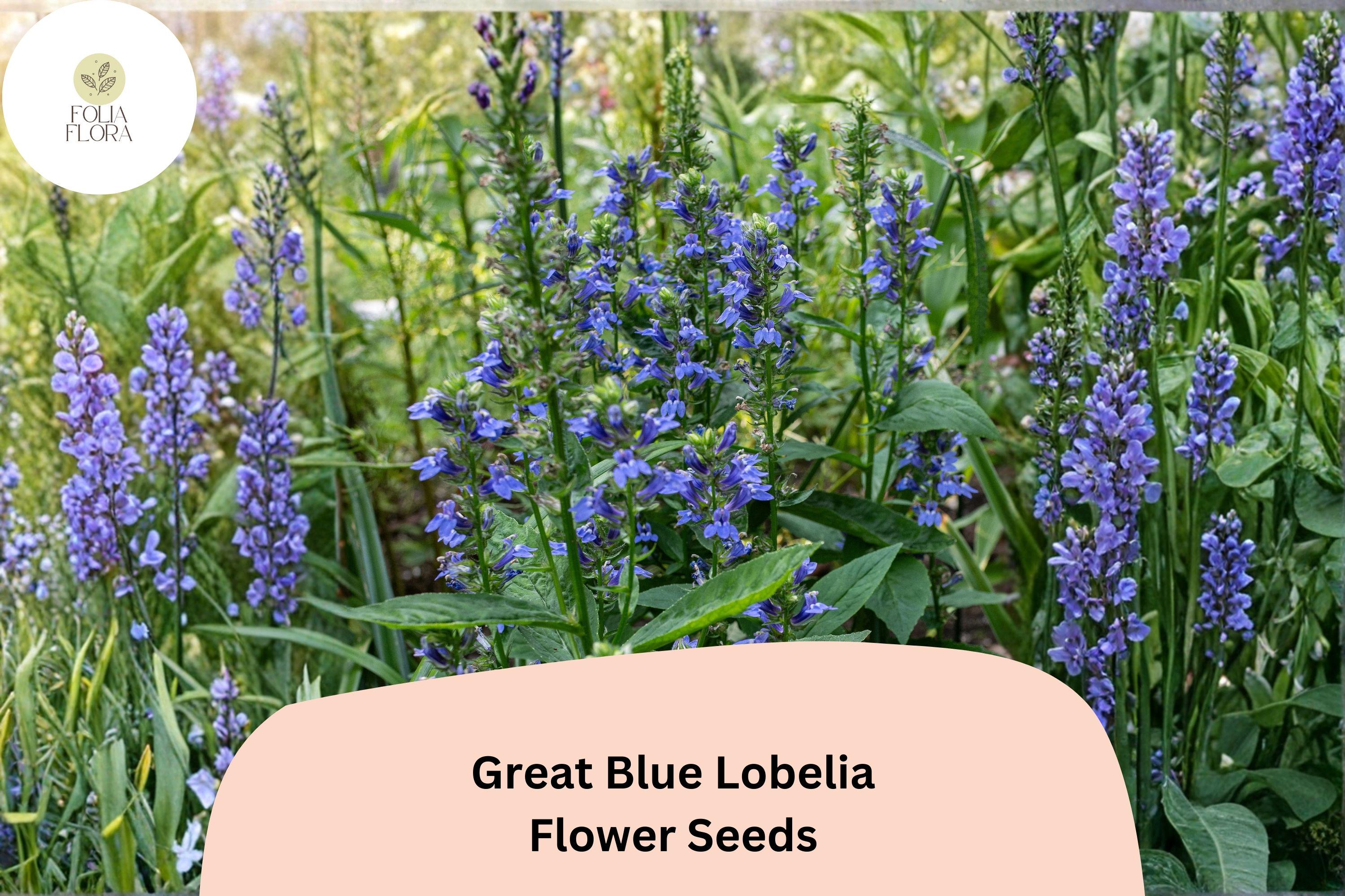 Lobelia siphilitica Seeds | Great Blue Lobelia Native Blue Flowers (500 Seeds)
