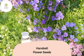 Campanula rotundifolia Seeds | Harebells Native Purple Perennial Flowers (100 Seeds)