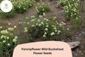 Eriogonum heracleoides Seeds | Parsnipflower Wild Buckwheat Native White Blooms (50 Seeds)
