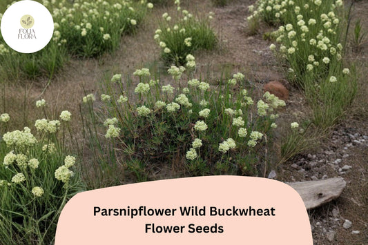 Eriogonum heracleoides Seeds | Parsnipflower Wild Buckwheat Native White Blooms (50 Seeds)