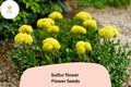 Eriogonum umbellatum Seeds | Sulfurflower Wild Buckwheat Native Yellow Blooms (100 Seeds)