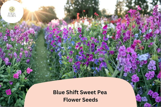 Blue Shift Sweet Pea Seeds | Climbing Lathyrus Odoratus (50+ Seeds)