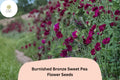 Burnished Bronze Sweet Pea Seeds | Lathyrus odoratus Antique Copper Blooms (50+ Seeds)