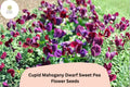 Cupid Mahogany Sweet Pea Seeds | Dwarf Lathyrus odoratus Compact Red Burgundy Blooms (50+ Seeds)