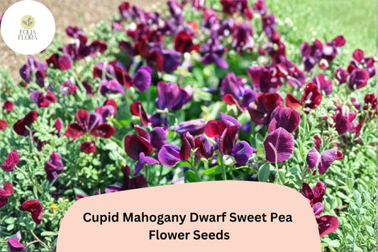 Cupid Mahogany Sweet Pea Seeds | Dwarf Lathyrus odoratus Compact Red Burgundy Blooms (50+ Seeds)
