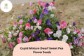 Cupid Mixture Dwarf Sweet Pea Seeds | Compact Lathyrus odoratus Color Mix (50+ Seeds)