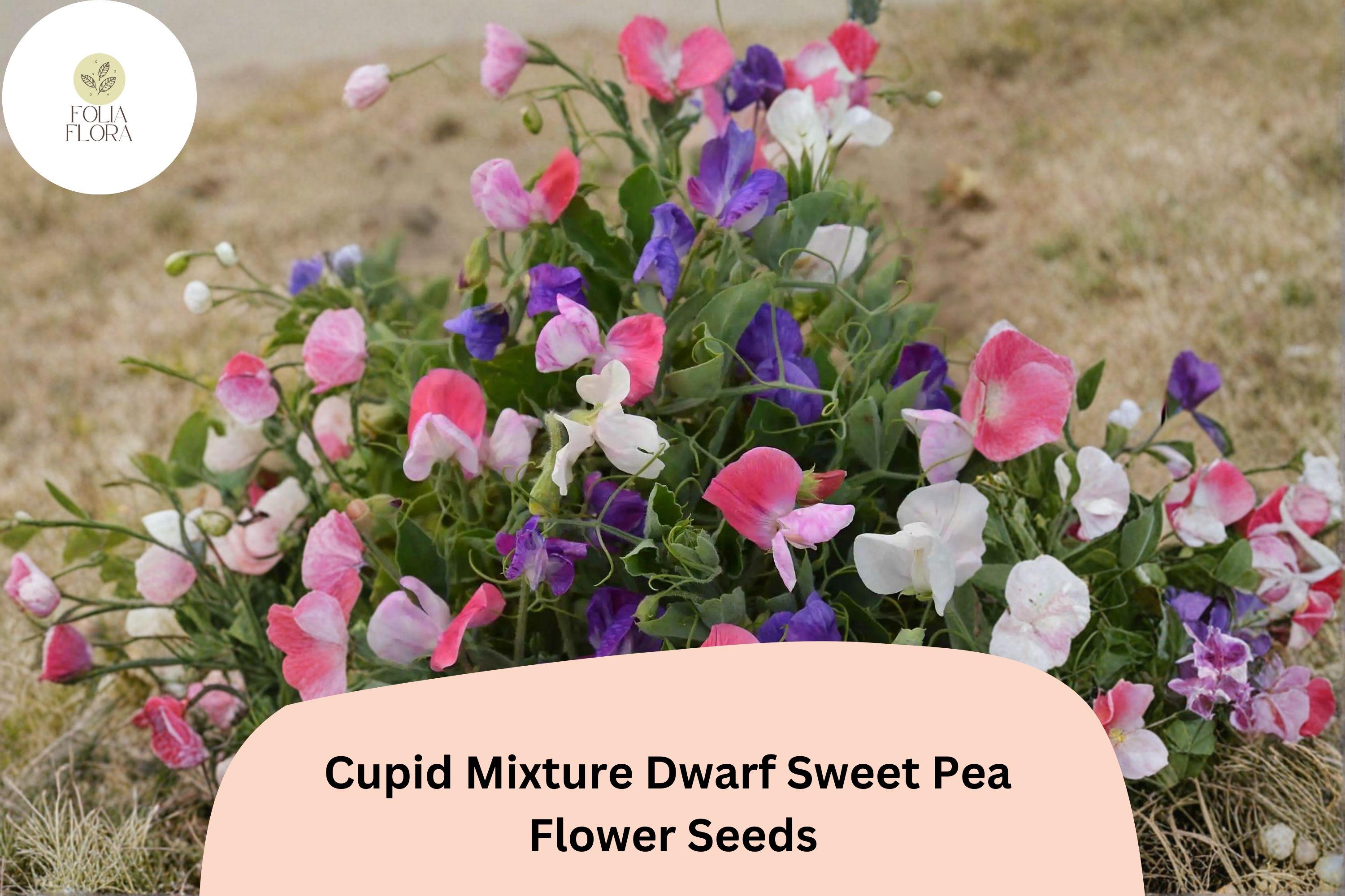 Cupid Mixture Dwarf Sweet Pea Seeds | Compact Lathyrus odoratus Color Mix (50+ Seeds)