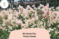 Bix Sweet Pea Seeds | Lathyrus odoratus Tall Climbing Annual Flower Vine (50+ Seeds)