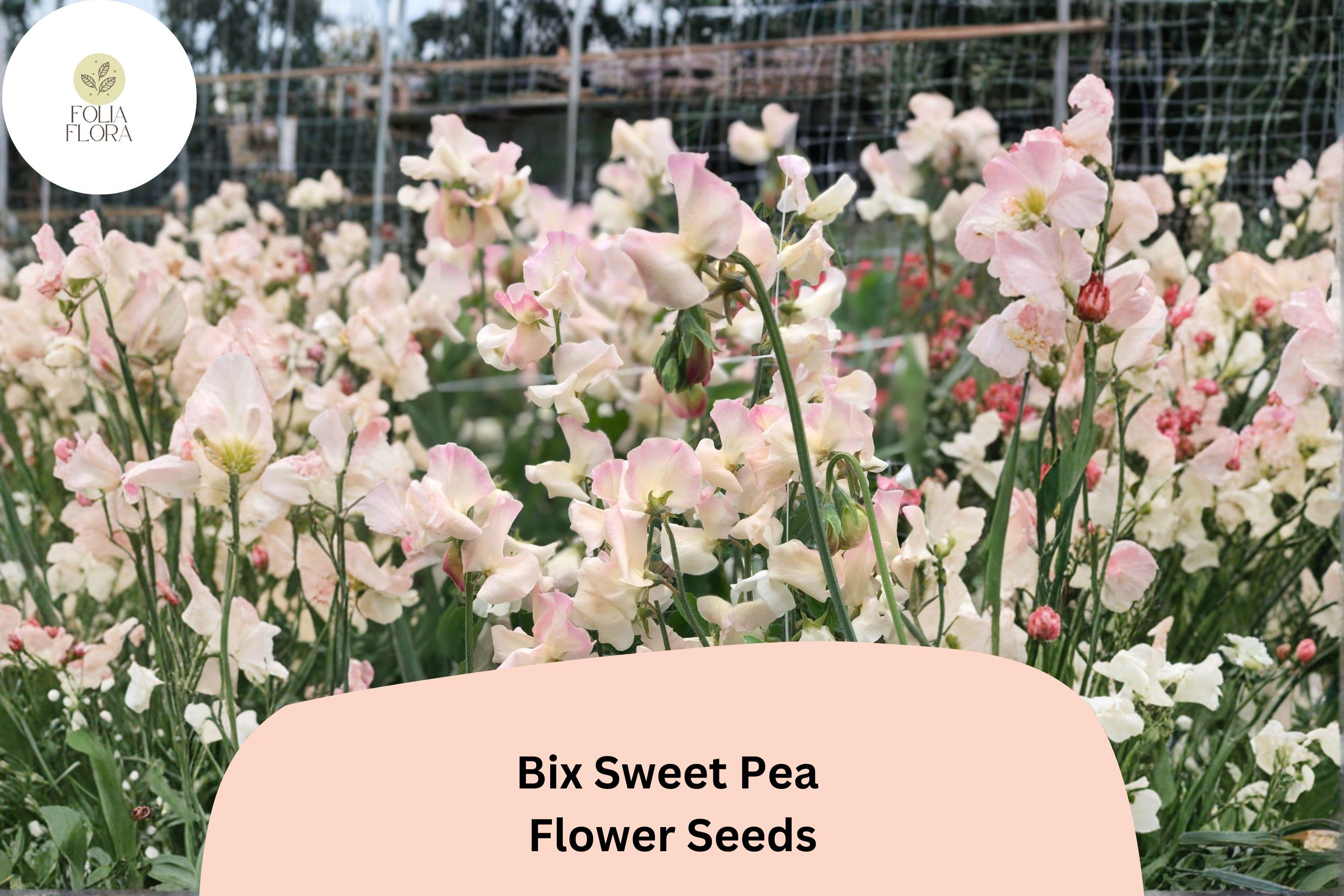 Bix Sweet Pea Seeds | Lathyrus odoratus Tall Climbing Annual Flower Vine (50+ Seeds)
