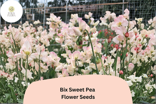 Bix Sweet Pea Seeds | Lathyrus odoratus Tall Climbing Annual Flower Vine (50+ Seeds)