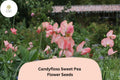 Candyfloss Sweet Pea Seeds | Pink Lathyrus odoratus Tall Climbing Flower Vine (50+ Seeds)