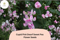Cupid Pink Dwarf Sweet Pea Seeds | Compact Lathyrus odoratus Bush Flower (50+ Seeds)