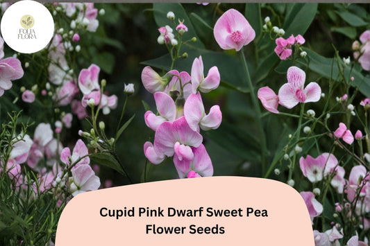 Cupid Pink Dwarf Sweet Pea Seeds | Compact Lathyrus odoratus Bush Flower (50+ Seeds)
