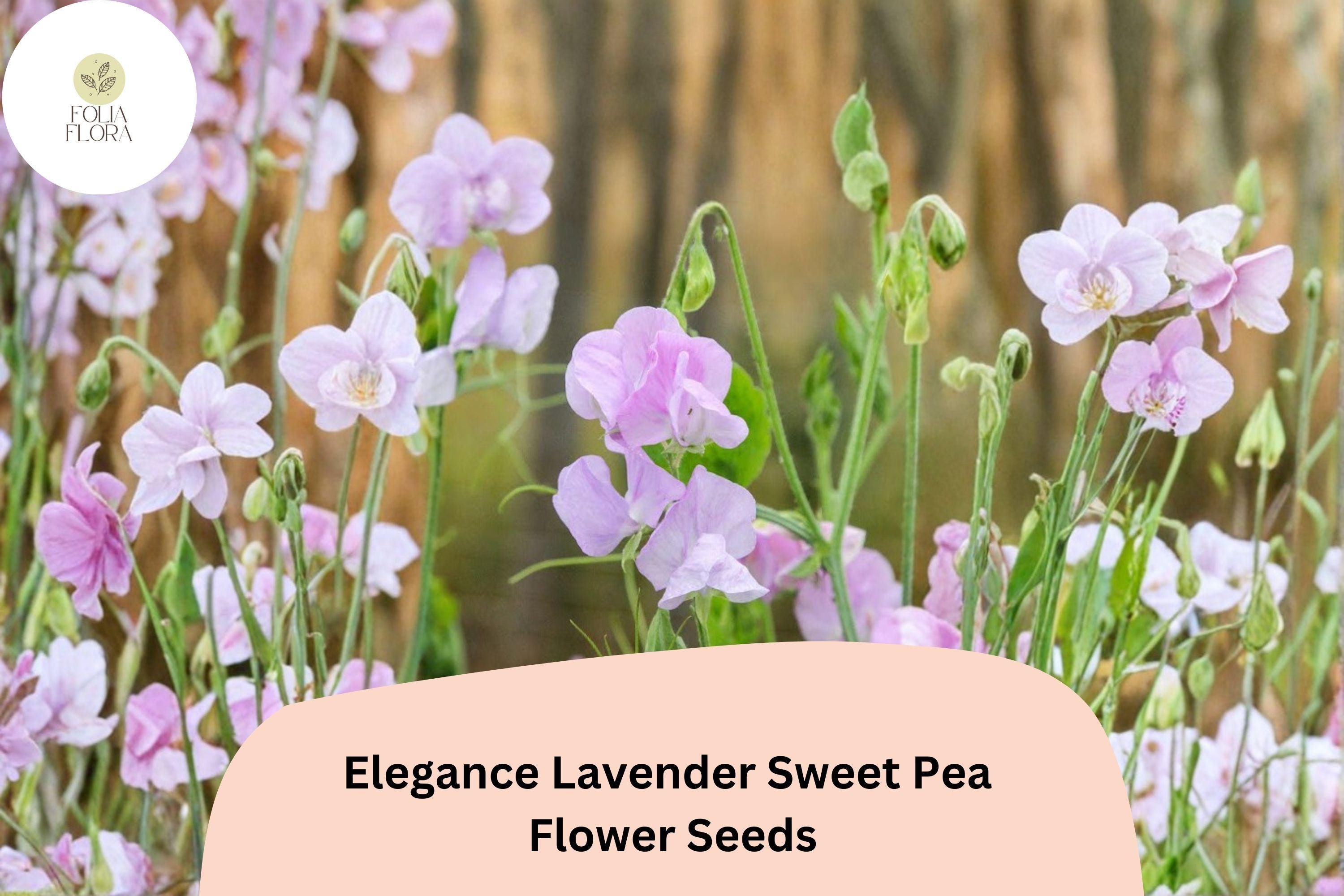 Elegance Lavender Sweet Pea Seeds | Tall Climbing Flower Vine