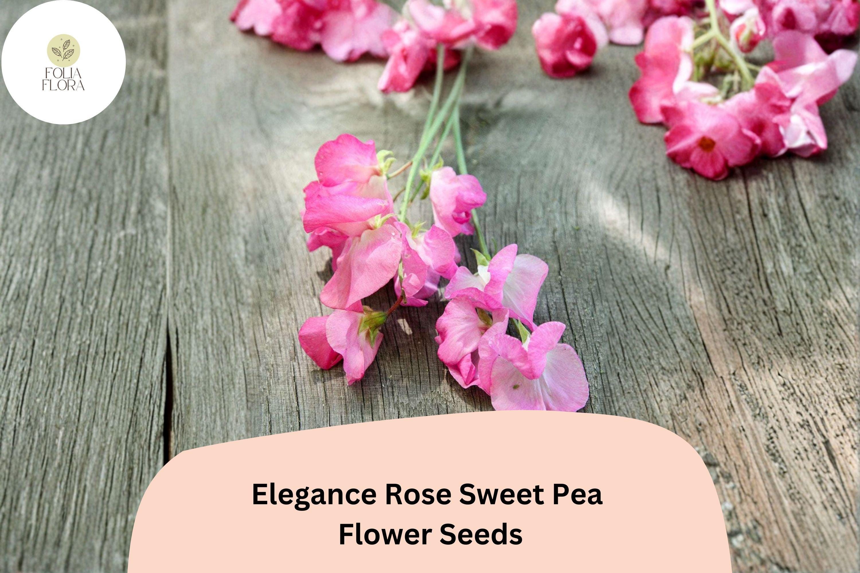 Elegance Rose Sweet Pea Seeds | Tall Climbing Vine (50+ Seeds)