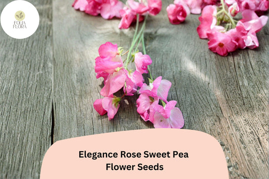 Elegance Rose Sweet Pea Seeds | Tall Climbing Vine (50+ Seeds)