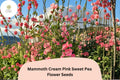 Mammoth Cream Pink Sweet Pea Seeds | Lathyrus odoratus Tall Climbing Flower Vine (50+ Seeds)
